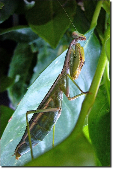 Cisterna di Latina 2006 - My Home