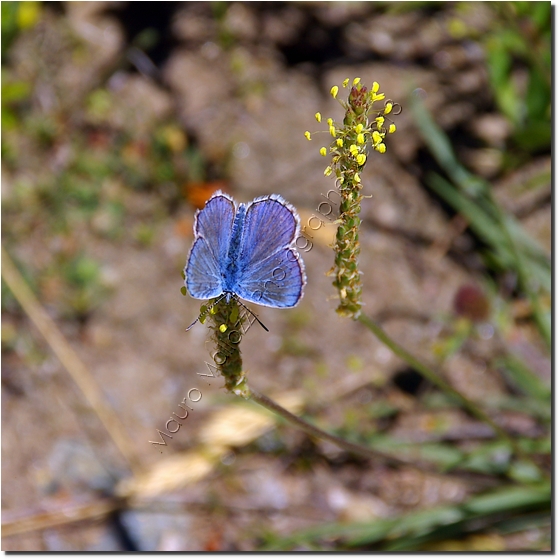 Cogne 2007 - Tchezeu Montroz