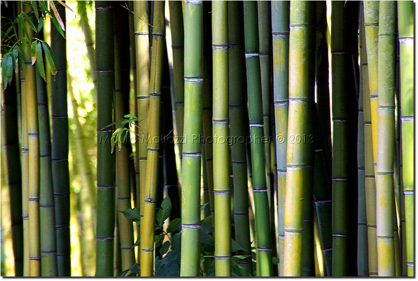 Cisterna di Latina 2008 - Giardini di Ninfa