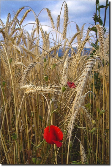 Cisterna di Latina 2006 - Tenuta Sbardella S. Valentino