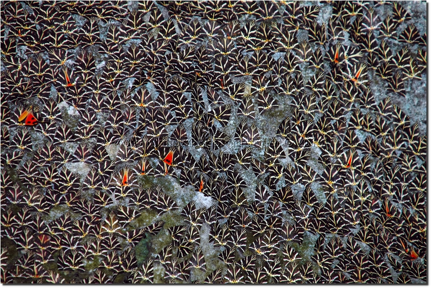 Rodi 2013 - Valle delle Farfalle