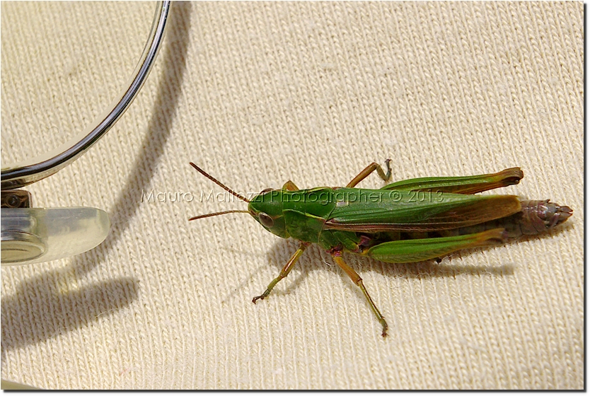 Nova Levante 2005 - Malga Heinzen