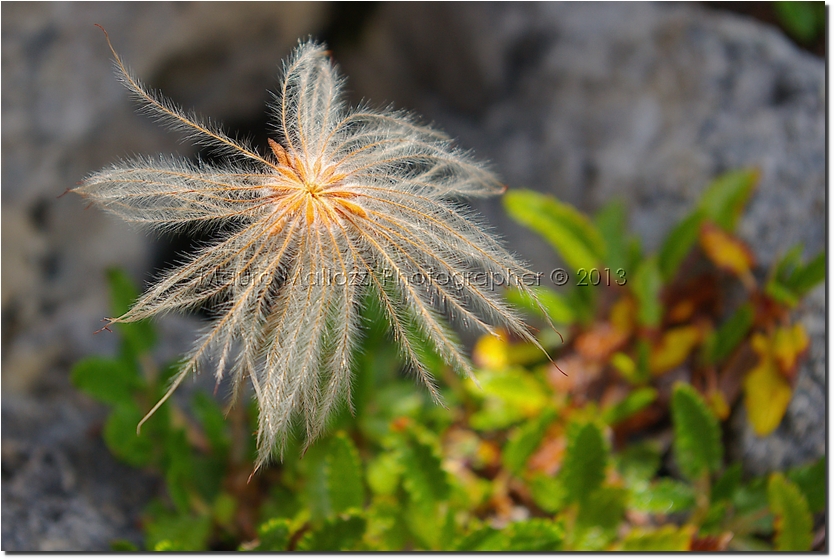 Nova Levante 2005 - ll Labirinto
