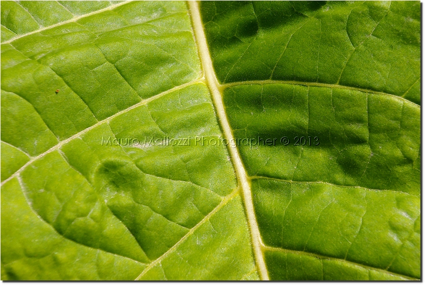 Abbazia di Novacella 2005 - Acaro del Giardino Storico