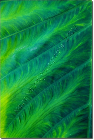 Favignana 2013 - Giardino Ipogeo